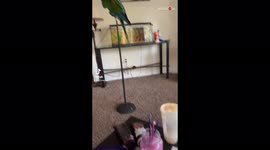 'Artist uses her pet macaws as live models for painting *THEY COULDN'T STAY STILL!*
'