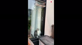 'Pesky cat's plan to catch a bird MISFIRES BIG TIME 
'