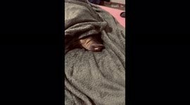 'Irresistible smell of treat wakes piggy up from its nap'