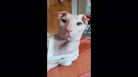Sphinx cat named Luna with beautiful eyes wants to sleep