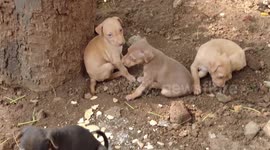 Cute puppies yawning and cute puppies playing with each other