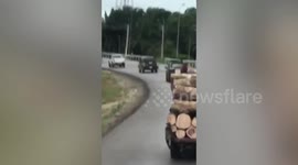 Smart pet rooster balances on back of moving truck carrying logs