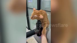 Adorable pet cat enjoys massage gun