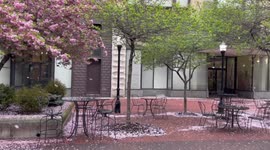 US: Winds Whip Up Petal Storm In Downtown Cumberland, MD