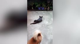 Silly pet French bulldog pretends it can't walk