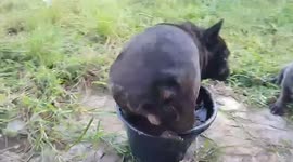 Chubby French bulldog squeezes into bucket full of water