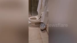 Snakes invade family's bathroom in Costa Rica