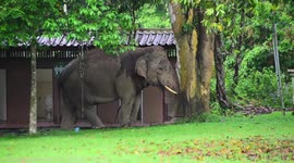 Itchy elephant uses tree for extremely satisfying scratching session