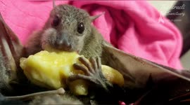 Best of Bats: Watch this adorable video compilation of rescued bats chewing their little hearts out