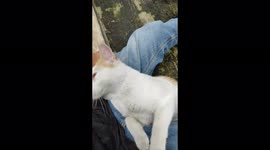 Spoiled cat with his owner, its so very cute and so happy