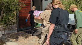 Mountain lion cub rescued by hikers now lives at zoo with own special BACK SCRATCHER