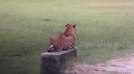 Wild leopard spotted on road in Sri Lanka