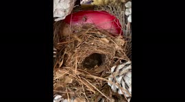 Woman finds baby birds living in the Christmas wreath on her door