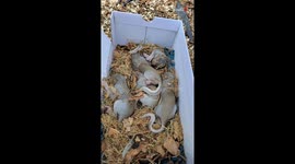 US man saves baby squirrels after cutting down their pine tree home