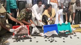 Thousands of turtle hatchlings make their way to sea under watchful eye of wildlife officials in India