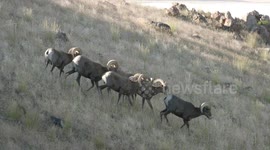 Inside the wild world of bighorn sheep