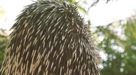 The evolution of porcupines and their spikes