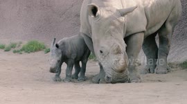 Zookeepers replicate rhino diets to increase birth rates