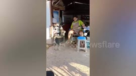 Smart pet dog knows how to shop for meat by itself in Thailand