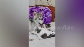 Affectionate husky tries to cuddle with grumpy pet cat