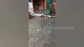 Snake is caught in sticky mousetrap when it tries to steal food in family's kitchen