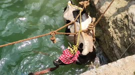 Cow that fell in well airlifted to safety