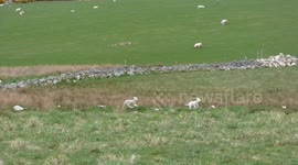 Happy little lambs jumping and running around in the field to some fun music.