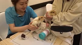 Guinea pigs visit Japanese Patisserie in South Kensington during day out in London