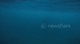 Freediving with wild Orca in the Fjords of Norway - sound on! They're so chatty