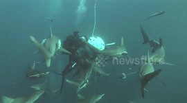 Diver surrounded as she hand-feeds blacktip sharks in southern Africa
