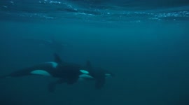 Remarkable moment freediver in Norway encounters huge pod of wild orcas