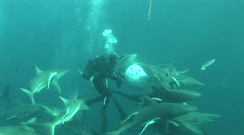 Newsflare Edit - Handfeeding blacktip sharks in Southern Africa