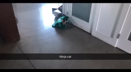 Albus the bengal cat likes to dress up as a ninja and hide in the shadows