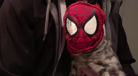 spider cat spider cat he can do whatever a spider cat can, albus the bengal tries out his new costume