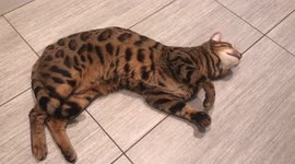 Ella the bengal cat begs for pets from her owner in the cutest way possible