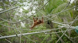 Playtime for This Orangutan Is So Cool To Watch