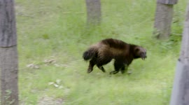 Wolverines Can Sometimes Scare The Almighty Bear
