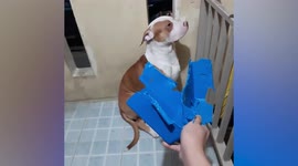Guilty dog refuses to meet owner's eyes after destroying his food bowl