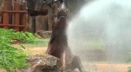 Young elephant cools off with a hose pipe as temperature reach 38C in Thailand