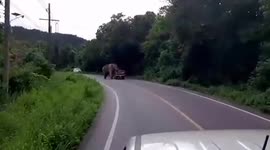 Hungry wild elephant stops passing pickup truck to look for food