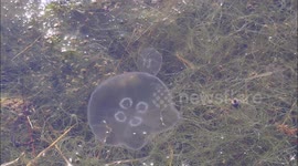 Several Moon Jellyfish seen in a canal connected to the sea in Kent, UK