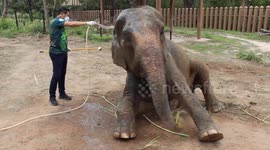 Zoo animals cool off as temperatures hit 38C in Thailand