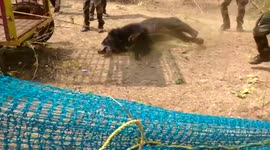 Bear rescued after nearly 7-hour-long operation in eastern India