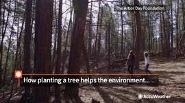 How planting a tree helps the environment