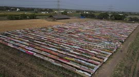 Farmer uses 5,000 sarees to shade his grapes from sun amid heatwave in west India