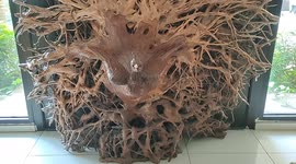 Amazing peacock statue made from root branches