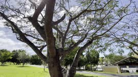 Park Parque Dia Puerto Rico Flamboyan Soleado