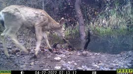 Two mule deer and a black bear visit this pond in Council, Idaho April 22, 2022.
