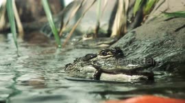 Prehistoric animals are prominent in the South Carolina Aquarium
