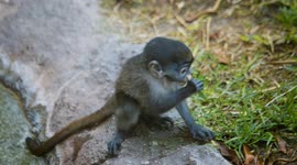 Meet the adorable and tiny Schmidt's red-tailed monkey